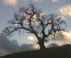 The tree the parents were hung from